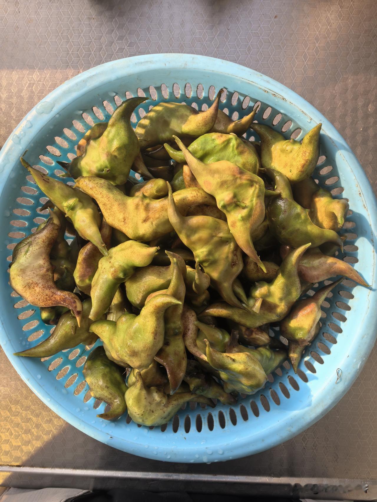当即称上一些，菱角可是咱们水乡秋天独有的美味，又叫“水中栗子”，营养很实在，富含