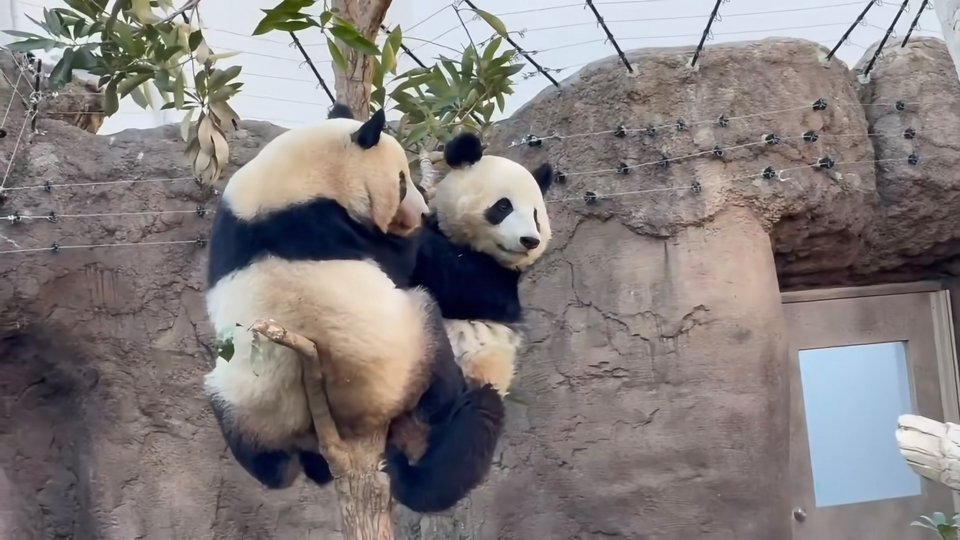 日本最后2只大熊猫下周一回中国没事哒，没有熊猫他们还有熊啊，跟本地熊亲近一点至于