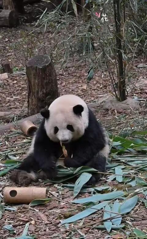 导游讲解称网红大熊猫花花是残疾，游客不满并当场报警，今年病人有点多，巨婴症，大头