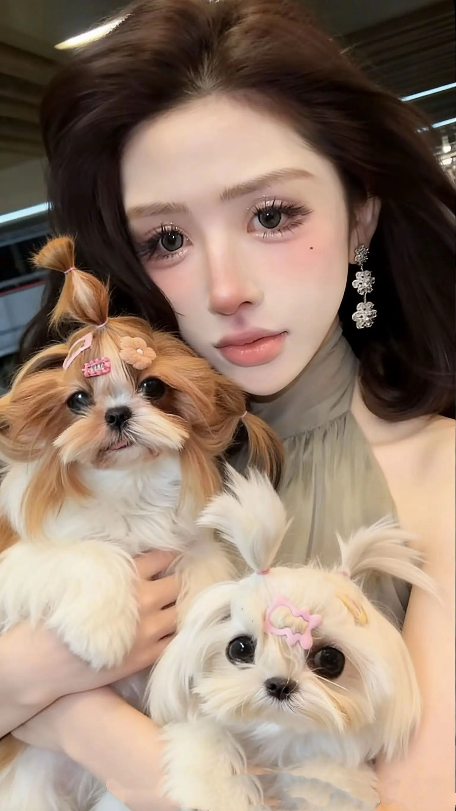真的好想再养一只小西施 老婆们有推荐的嘛