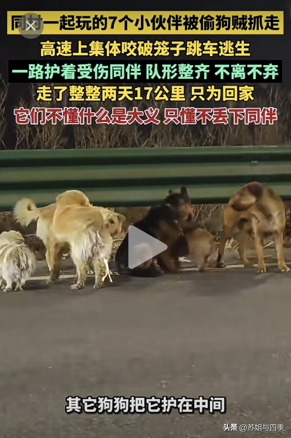 看哭了，七只狗狗被抓集体逃亡，咬破笼子跨越17公里回家，它们是一个村子的伙伴，被