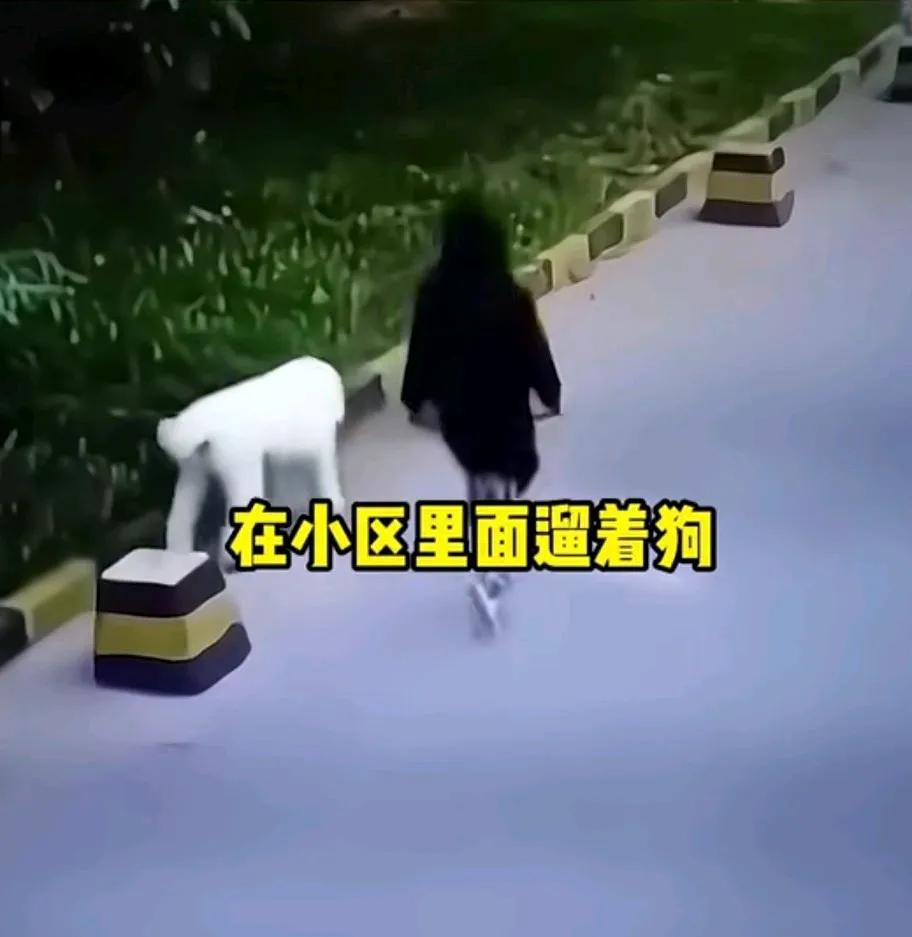 见过往汽车上扑碰瓷儿的，头一次见往狗身上扑碰瓷儿的。
这天，一女子在小区遛狗，这