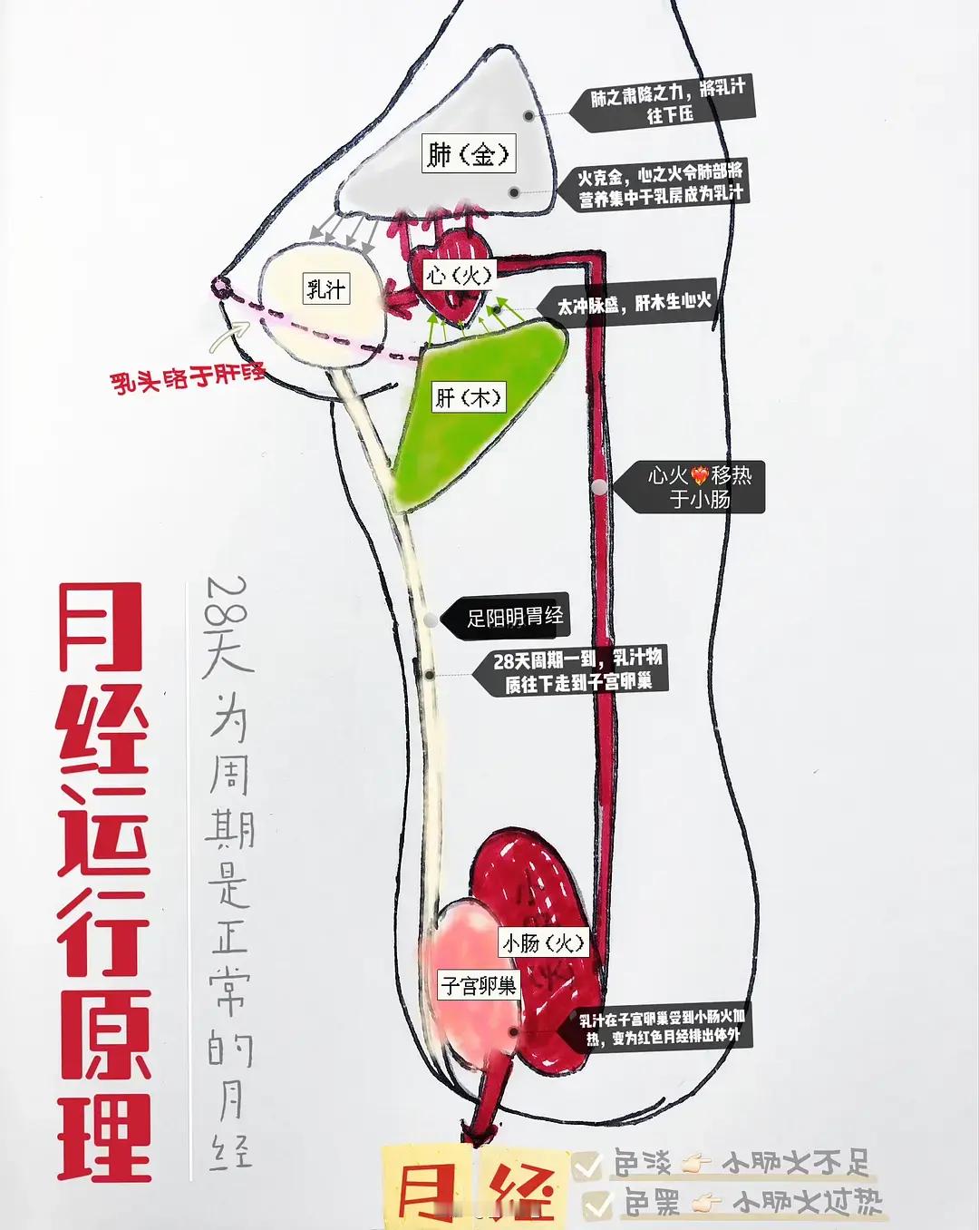 分享《倪海厦 人纪 黄帝内经》读书笔记03：月经的运行原理1.“月事以时下”，女