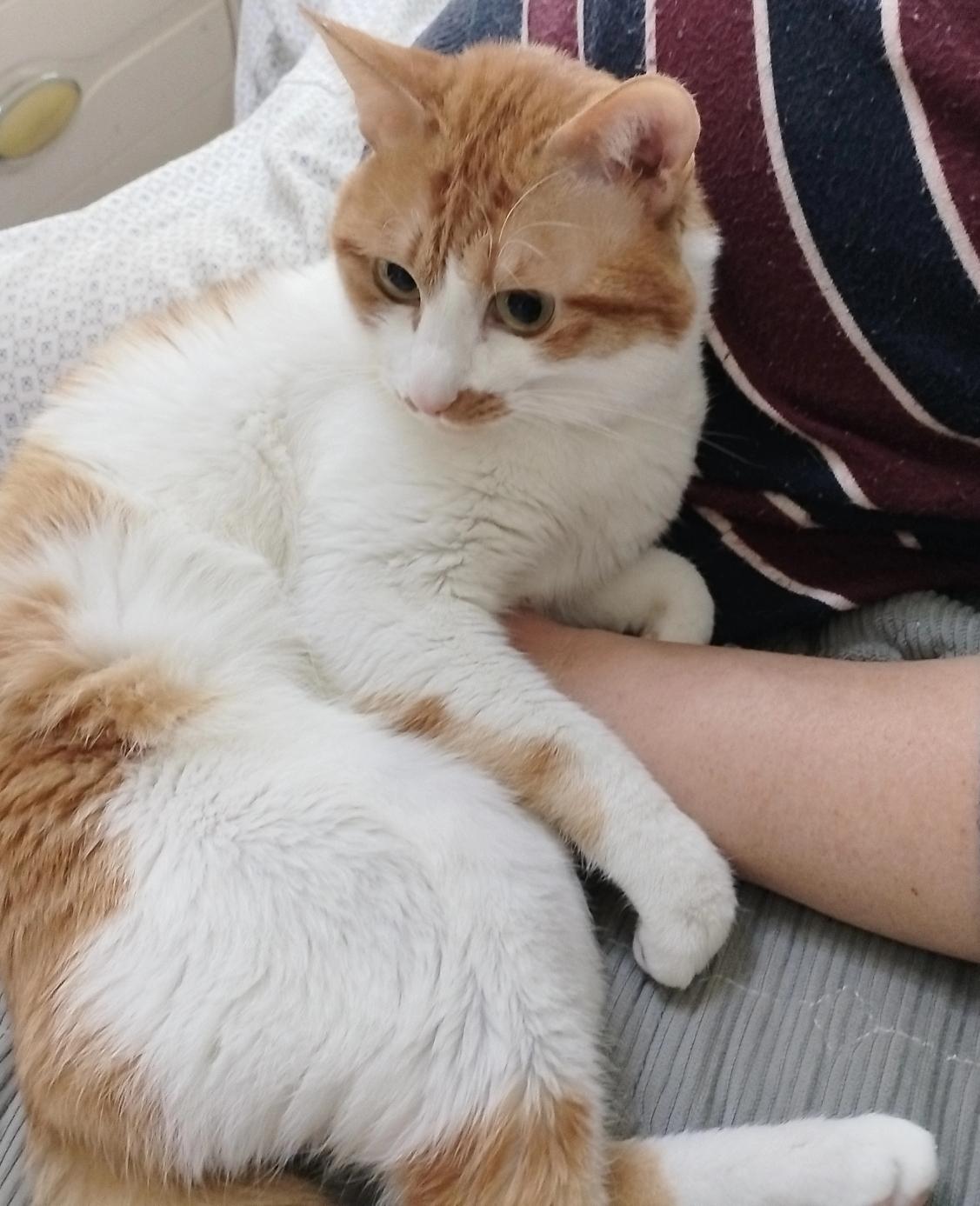 我家那橘猫，活脱脱一个戏精本精，就像舞台上的“奥斯卡影帝”。每次我下班回家，它就