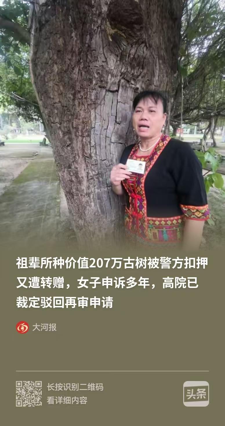 海南，女子的祖父种了一颗百年重阳树，价值207万，却在夜里，树被连根拔起，被人偷
