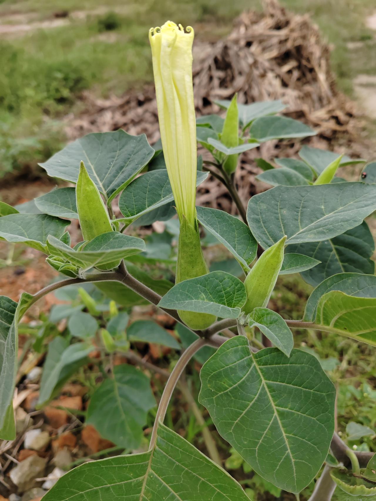 友友看这什么花