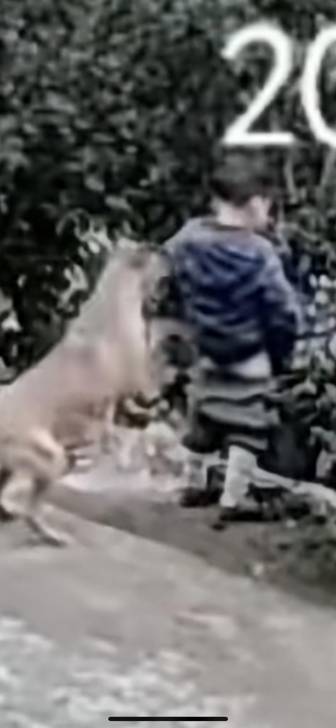 11月23日贵州遵义，4岁萌娃站在庭院前尿尿，被自家小狗扑倒坠入近2米深坎，孩子