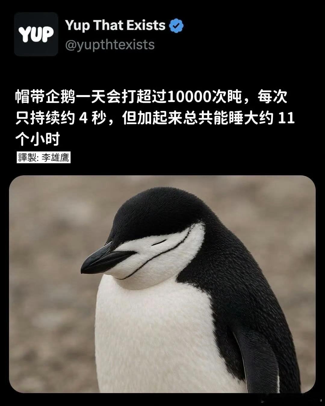 我的本体原来是帽带企鹅！双下巴也像～ ​​​