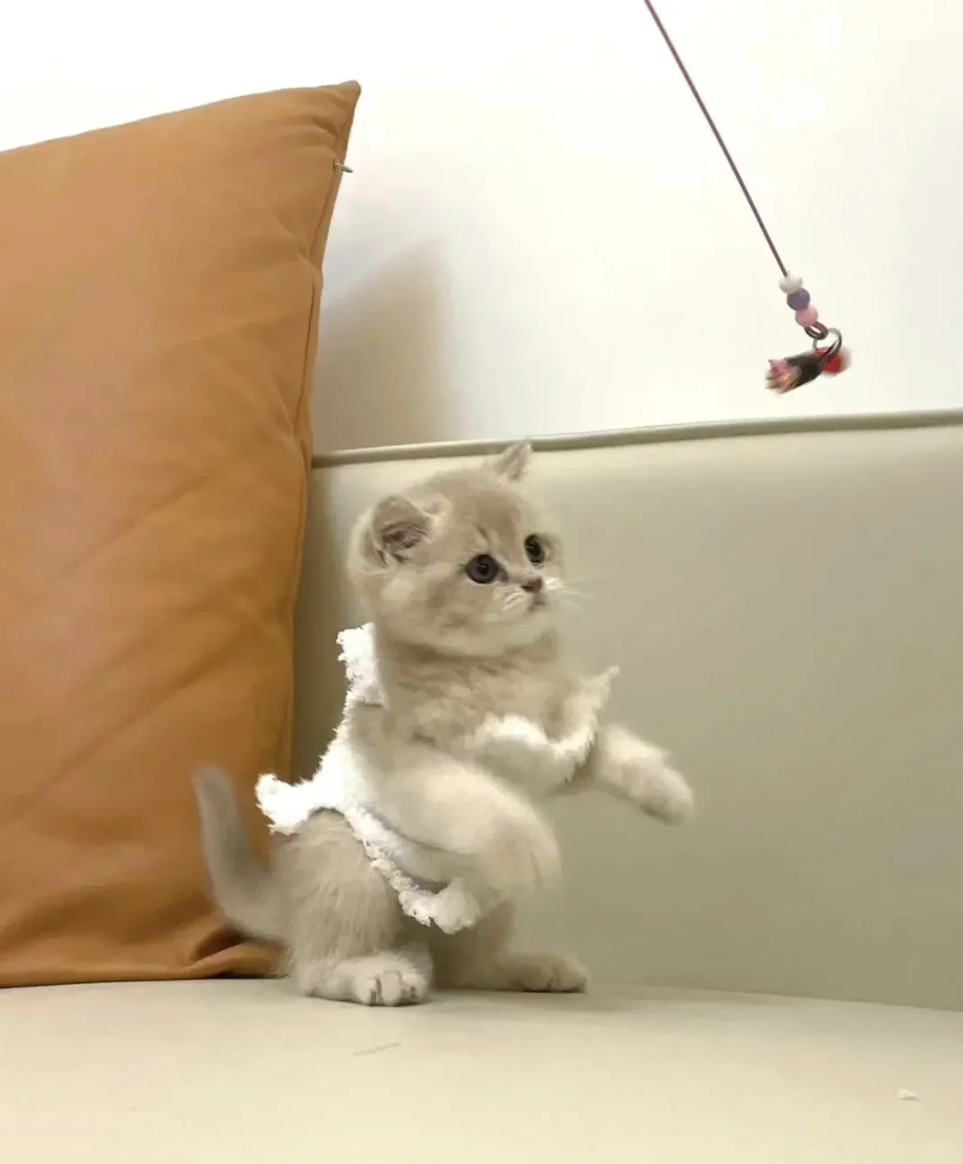 🇭🇰HK紫金BB💛家長好滿意～