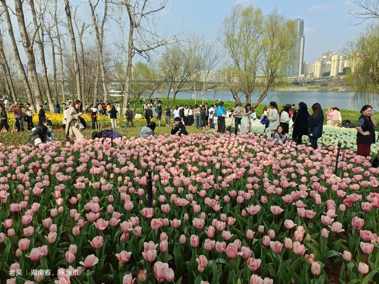 谁拍过旅行的风景，敢不敢来秀一下春天里的株洲.郁金香花海