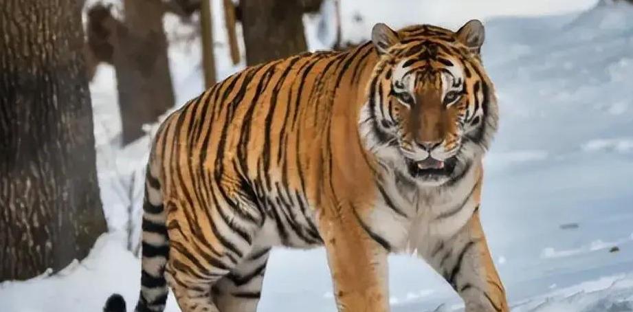 2021年，韩国引进了一头中国东北虎。结果刚到韩国动物园，就遭到了本土虎的联合攻