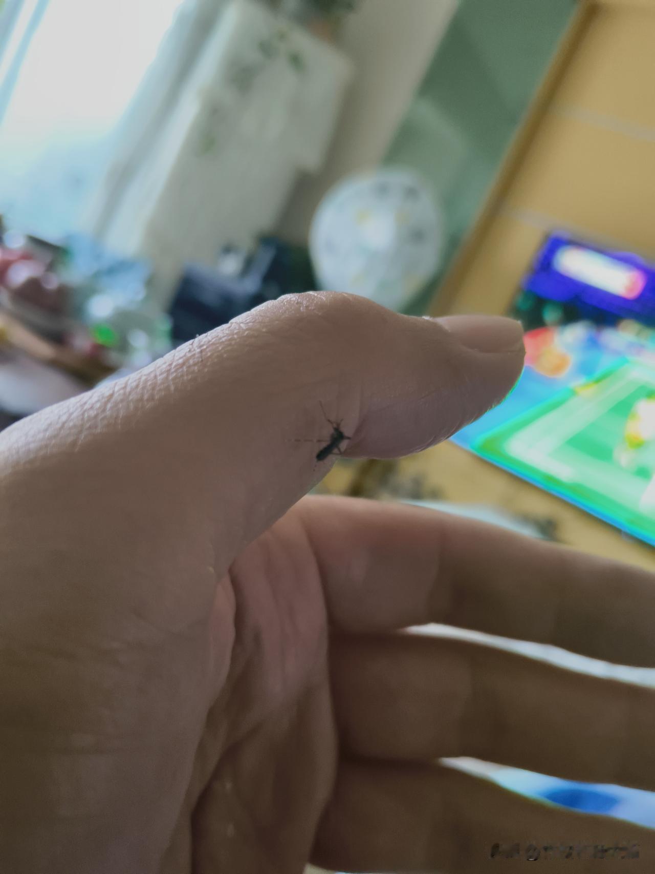 我等着你下嘴了，可你犹豫不决，等你专心致志干事儿了，我才好一巴掌拍扁你。
下午躺