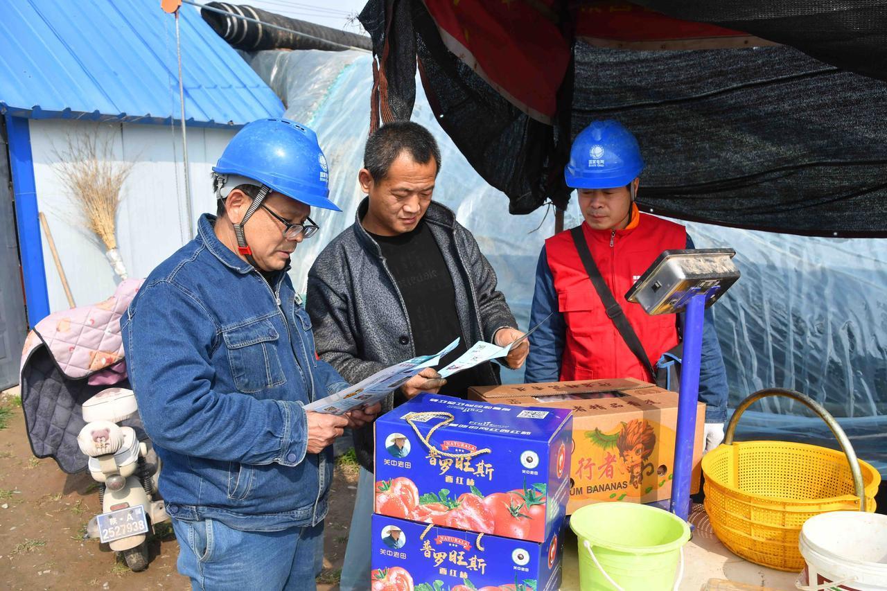 国网西安市临潼区供电公司：电力护航大棚种植，点亮圣女果丰收路
春暖时节，大棚内暖