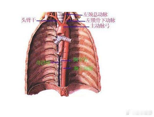 被车撞了6天后突然去世该谁担责 我非常仔细地看了这个报道中的视频内容。这个视频报