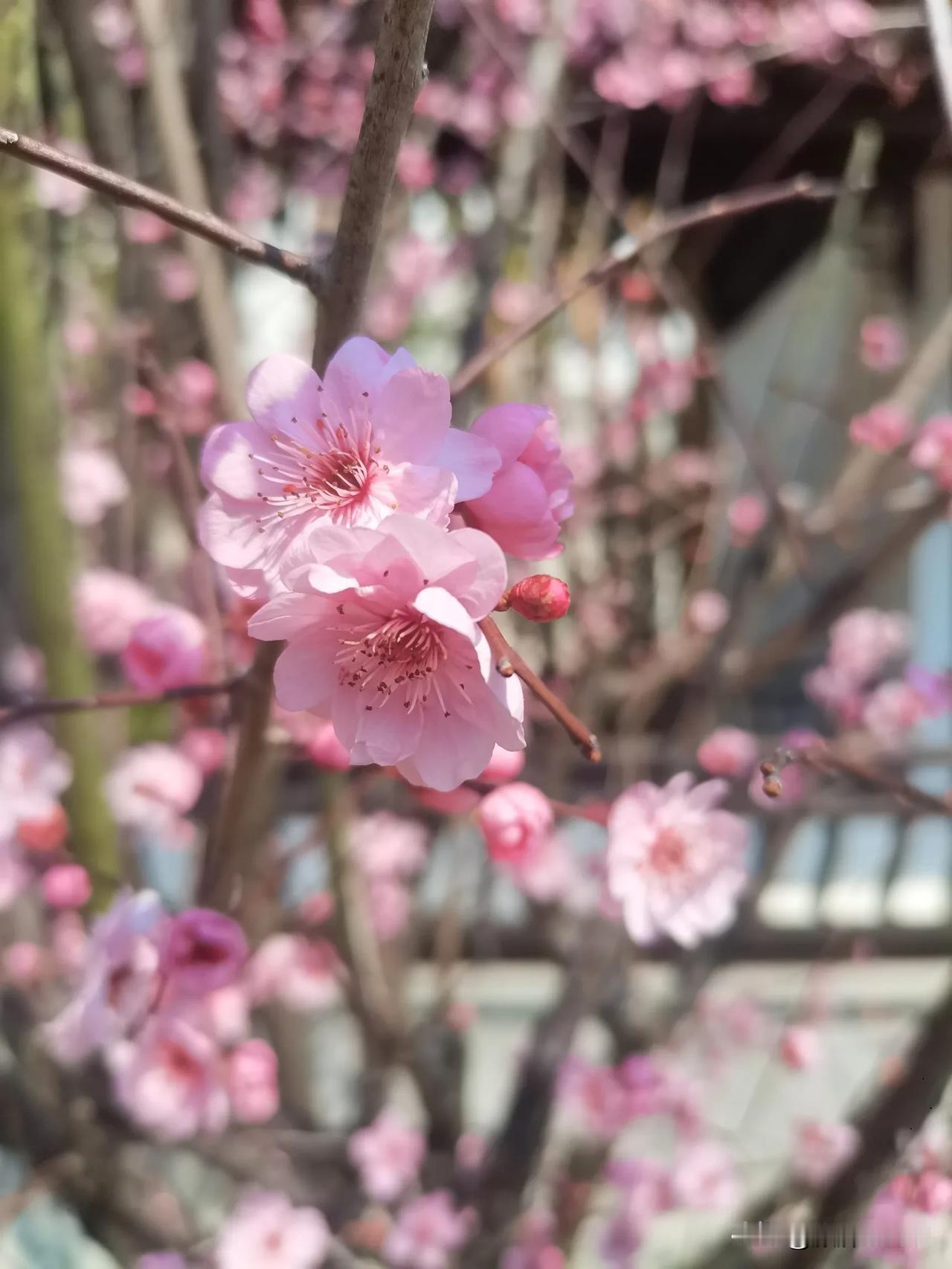 分享相册里最美的花