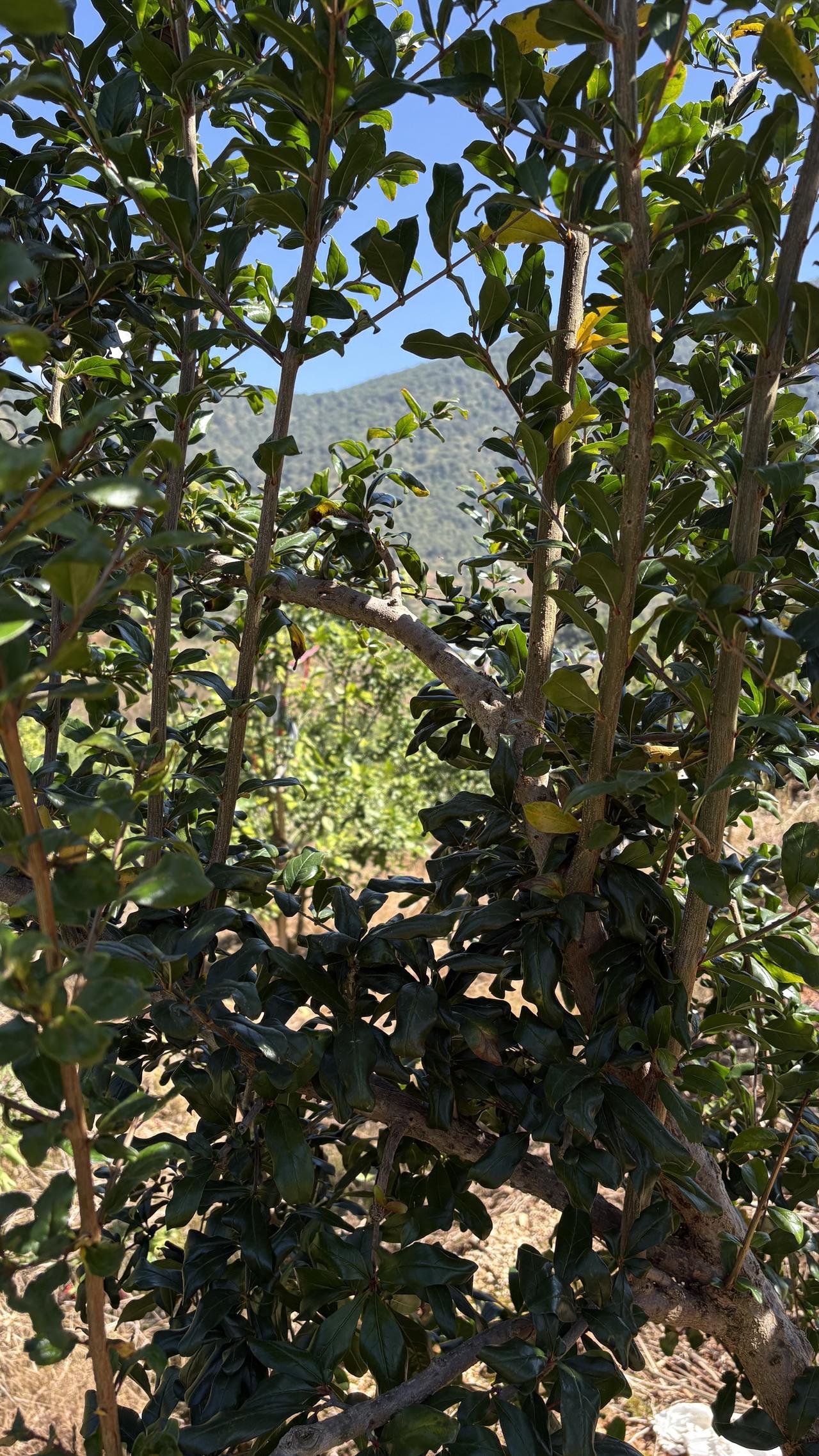 突尼斯软籽石榴枝条很多了
