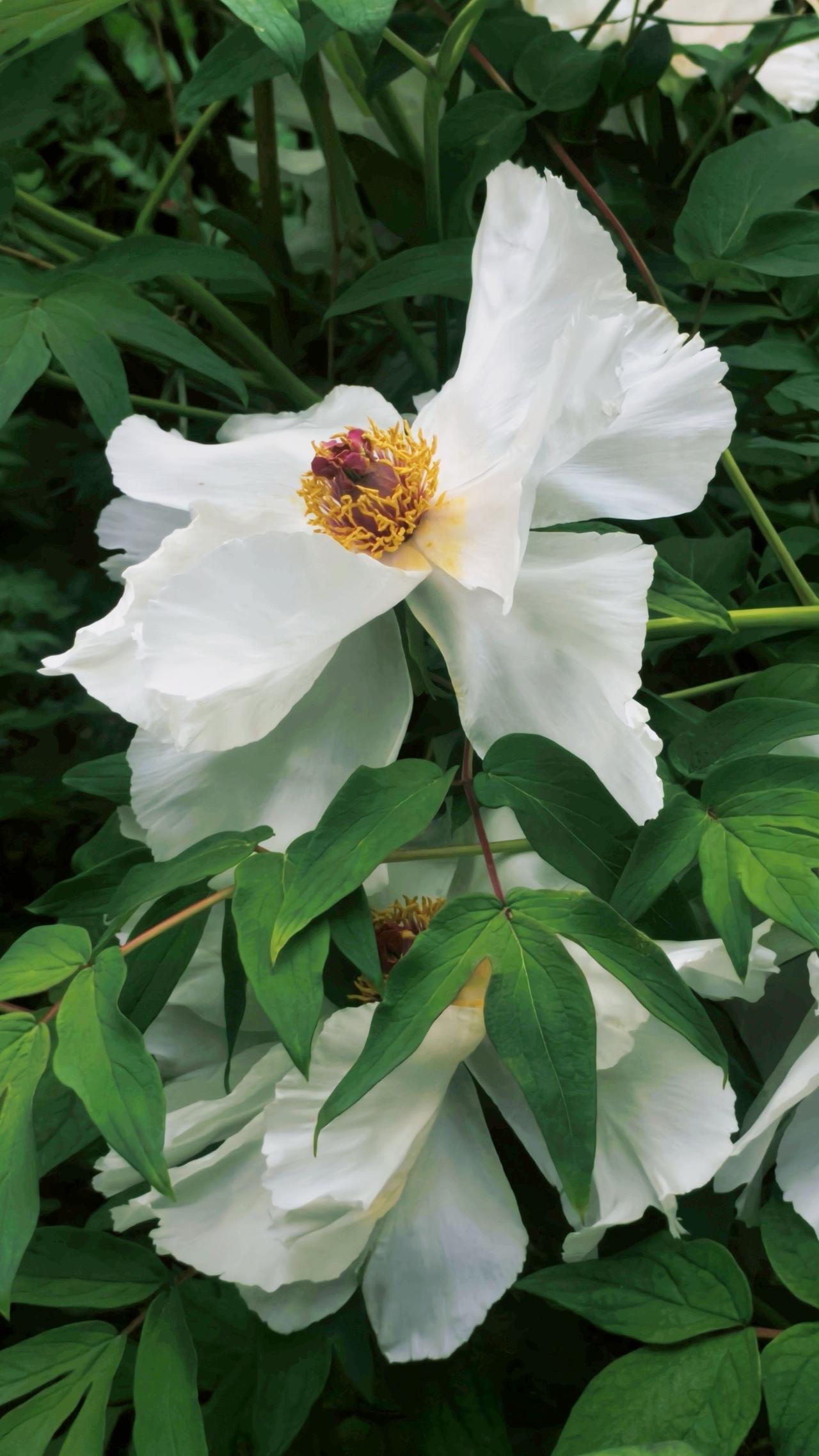 我喜欢走到哪拍到哪，退休后的生活不枯燥，不单调，走走拍拍，一路走来即陶冶情操又不