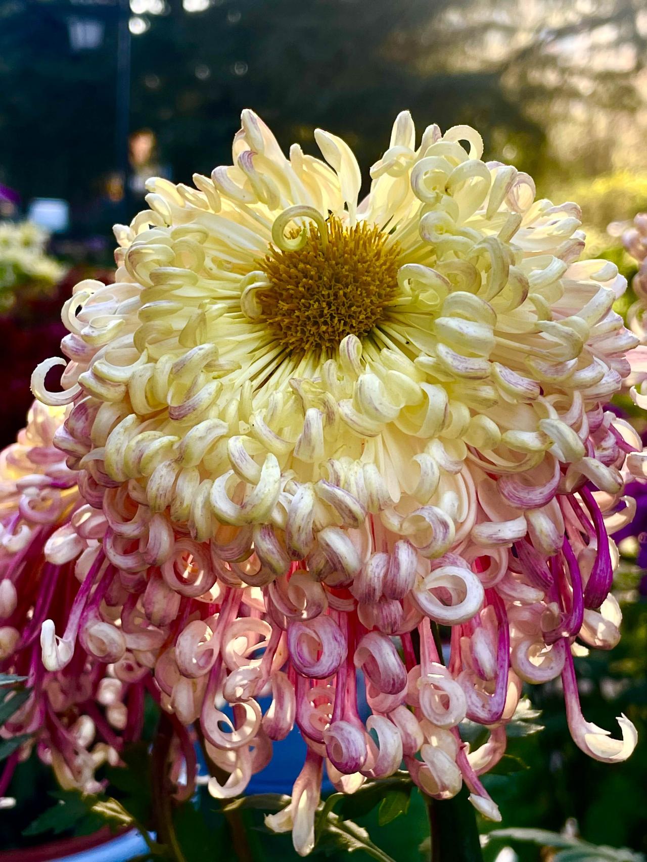 今天用手机很随便的拍了几朵菊花，结果回头发现，围着一大群人在学习，都说：没见过能