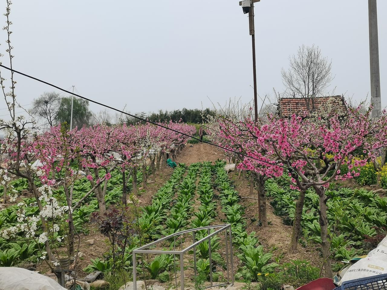 万紫千红总是春！
一出门，总是被花海淹没，到处都是沁人心脾的花香，令人陶醉。