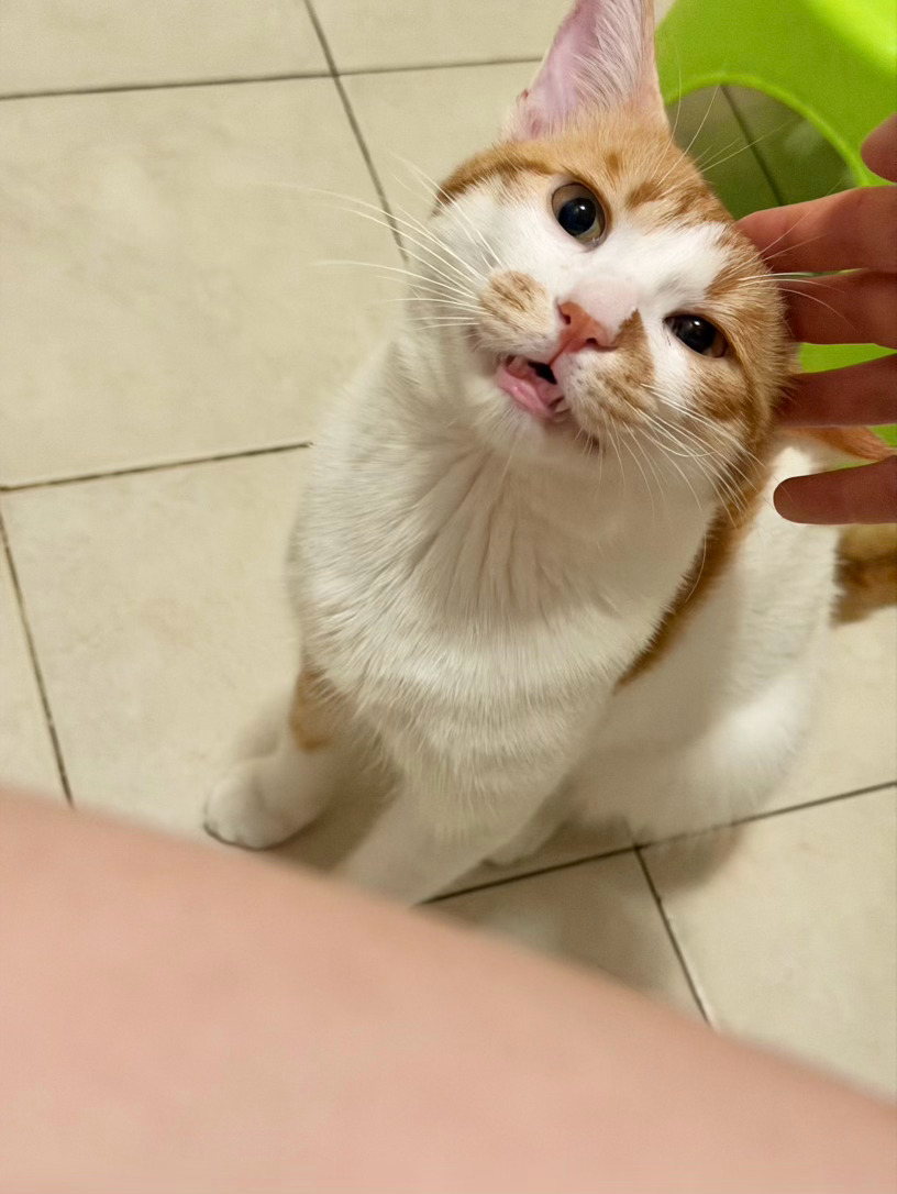 粘人精给给猫拉屎都要贴贴[二哈][二哈][二哈] ​​​