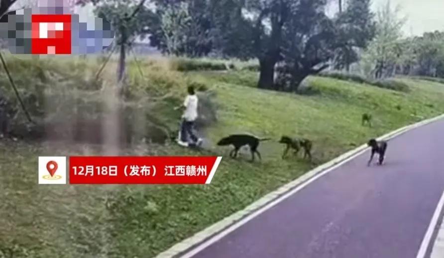 江西赣州，女子带3岁女儿公园里散步，被4条没有栓绳的恶犬按地撕咬！女子丈夫：“妻