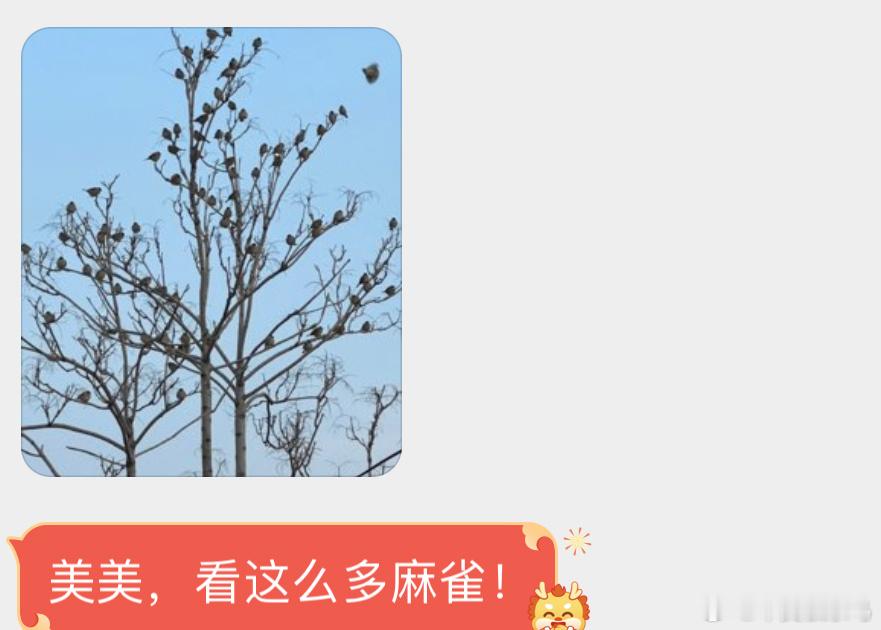 树上结满了小麻雀[开学季] ​​​