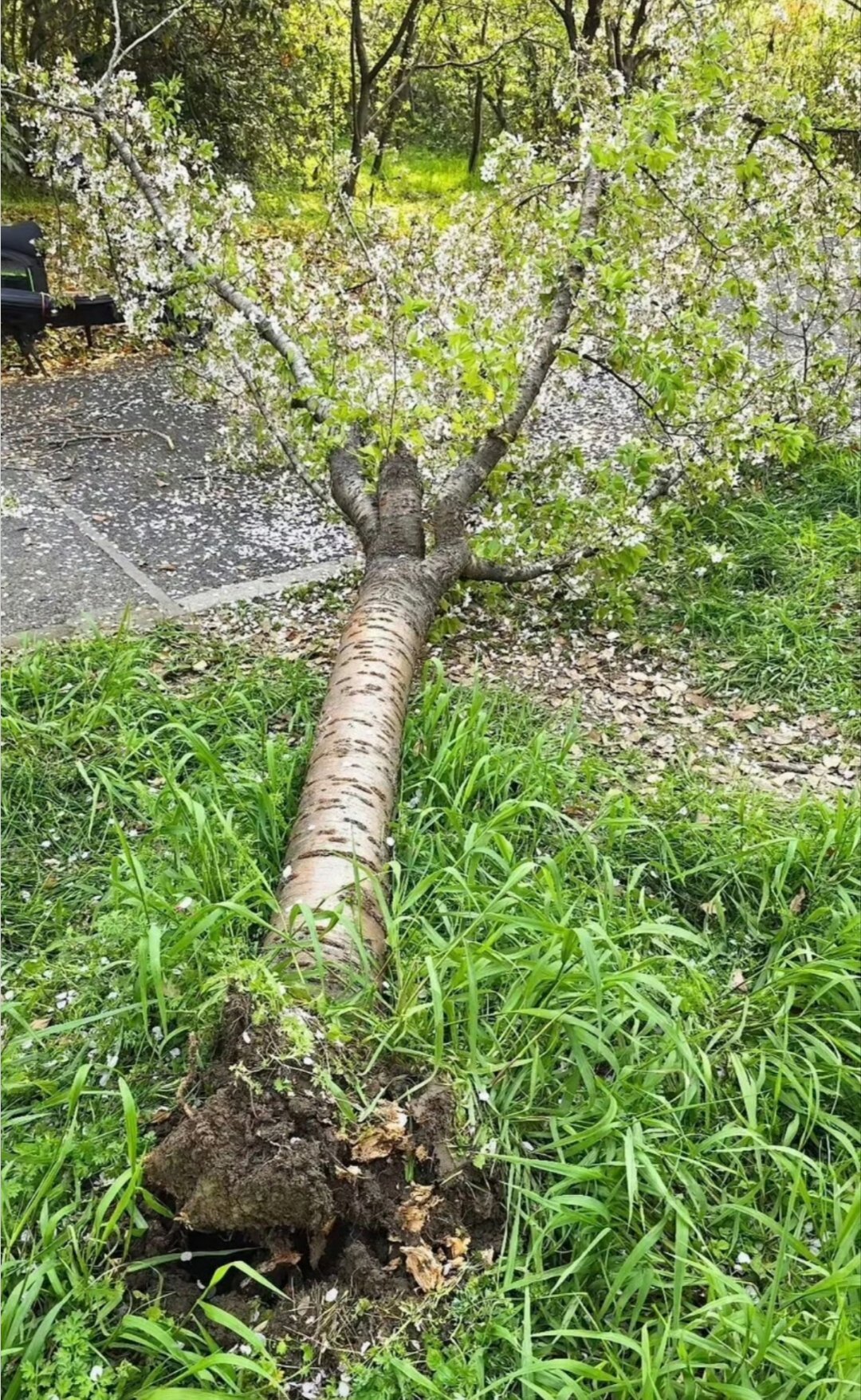 上海女子爬树压塌20年樱花树很遗憾看到这样的新闻。20年光阴长成的树，抵不过几秒