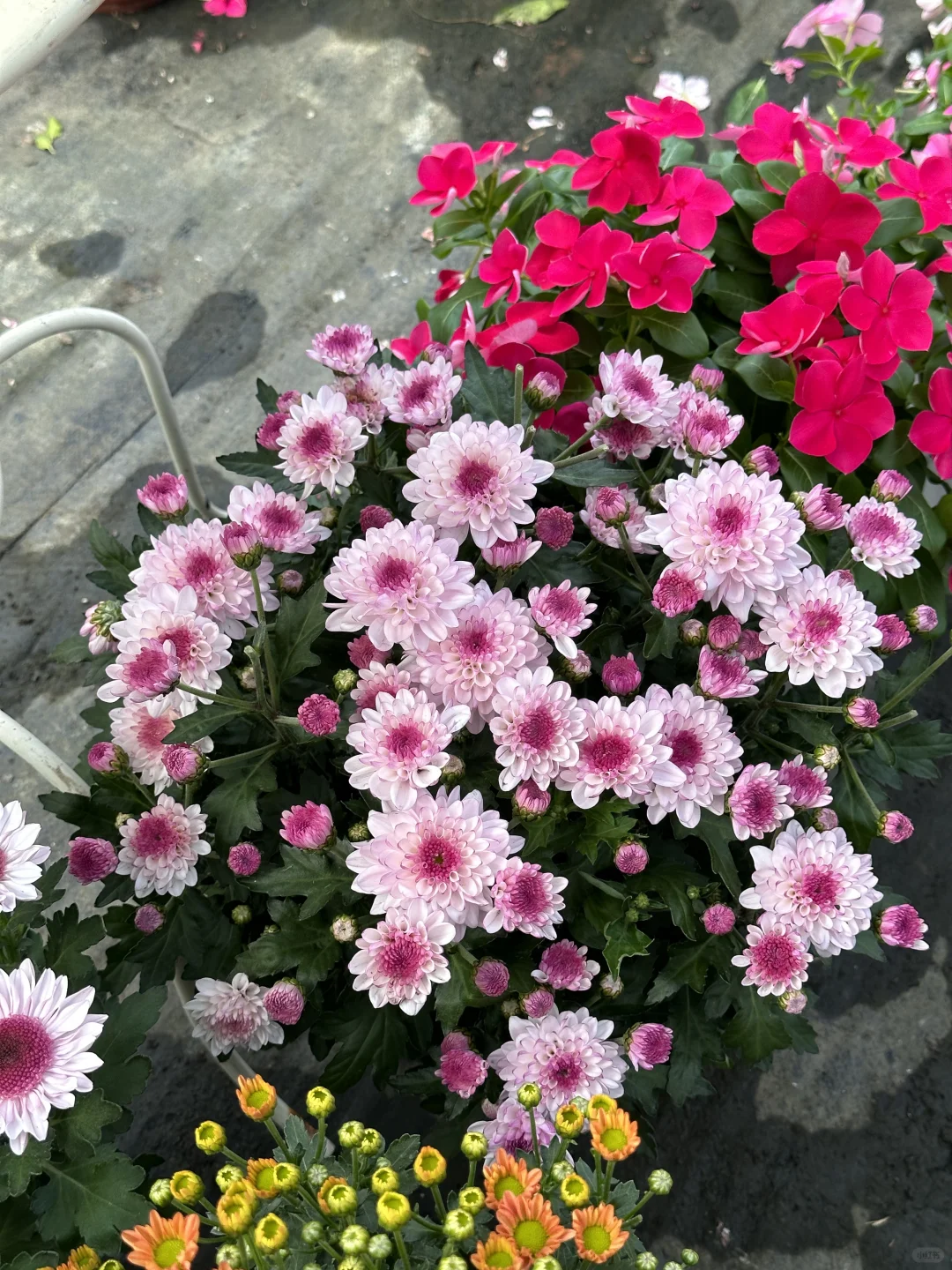 降温了 菊花安排起来