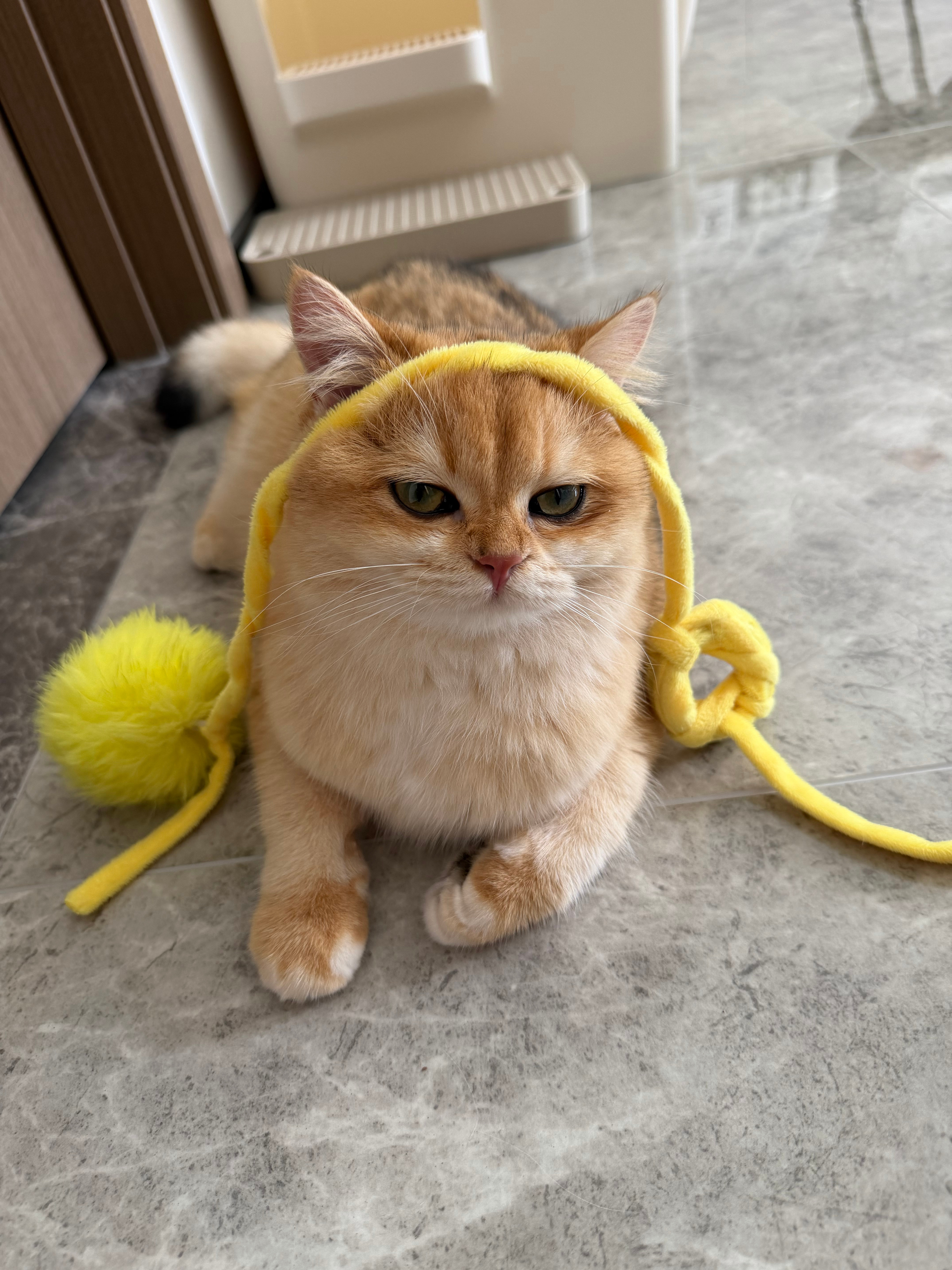 来自女王的凝视 