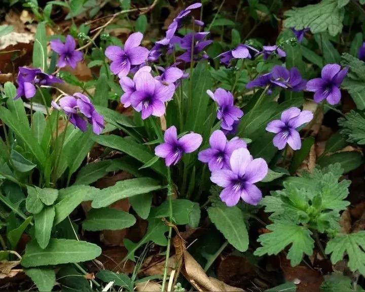 地丁花
                  一
不羡庭前贵，偏安野草家。
莫说紫