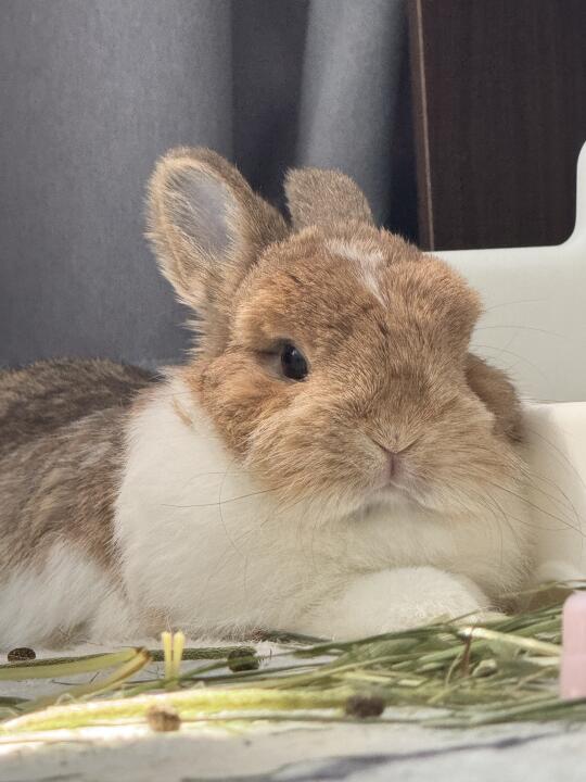 香香软软的小兔叽😚