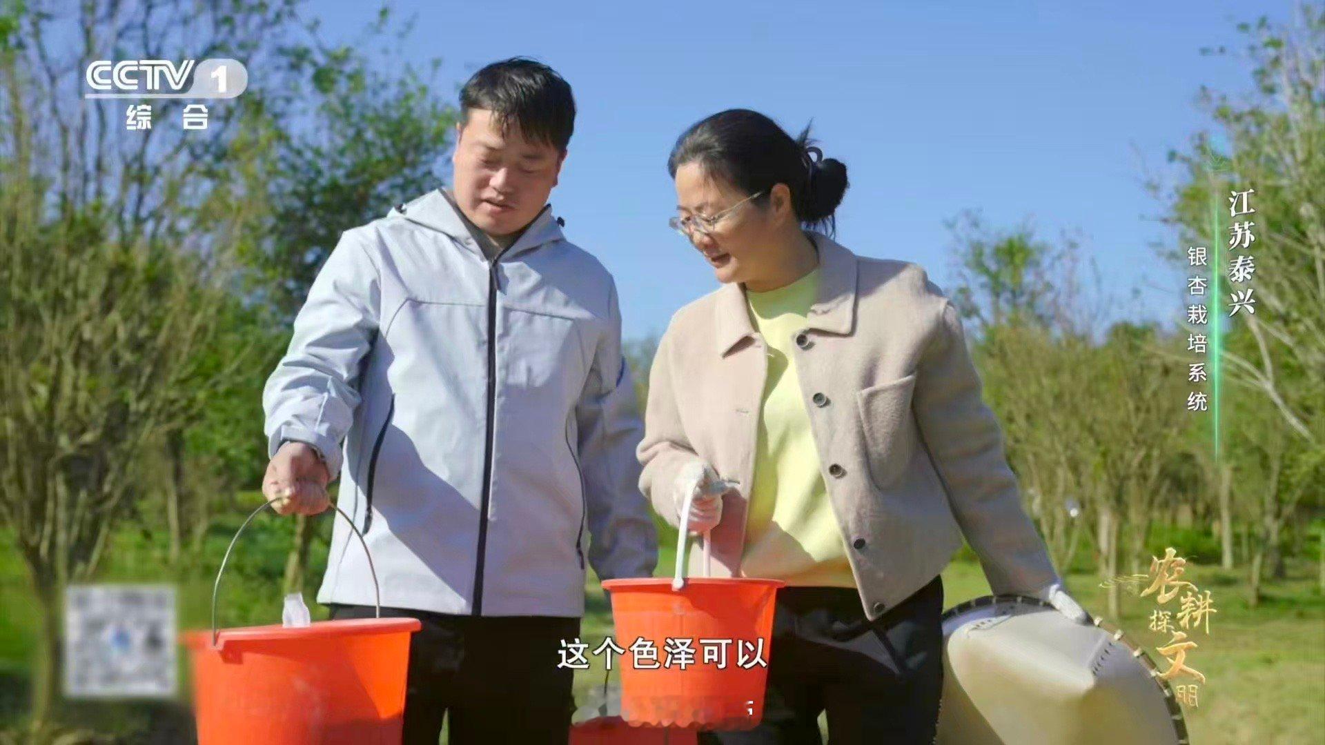 喂了银杏果鸡肉更鲜了 喂银杏果的鸡，吃出不一样的美味！泰兴人巧用自然资源，以银杏