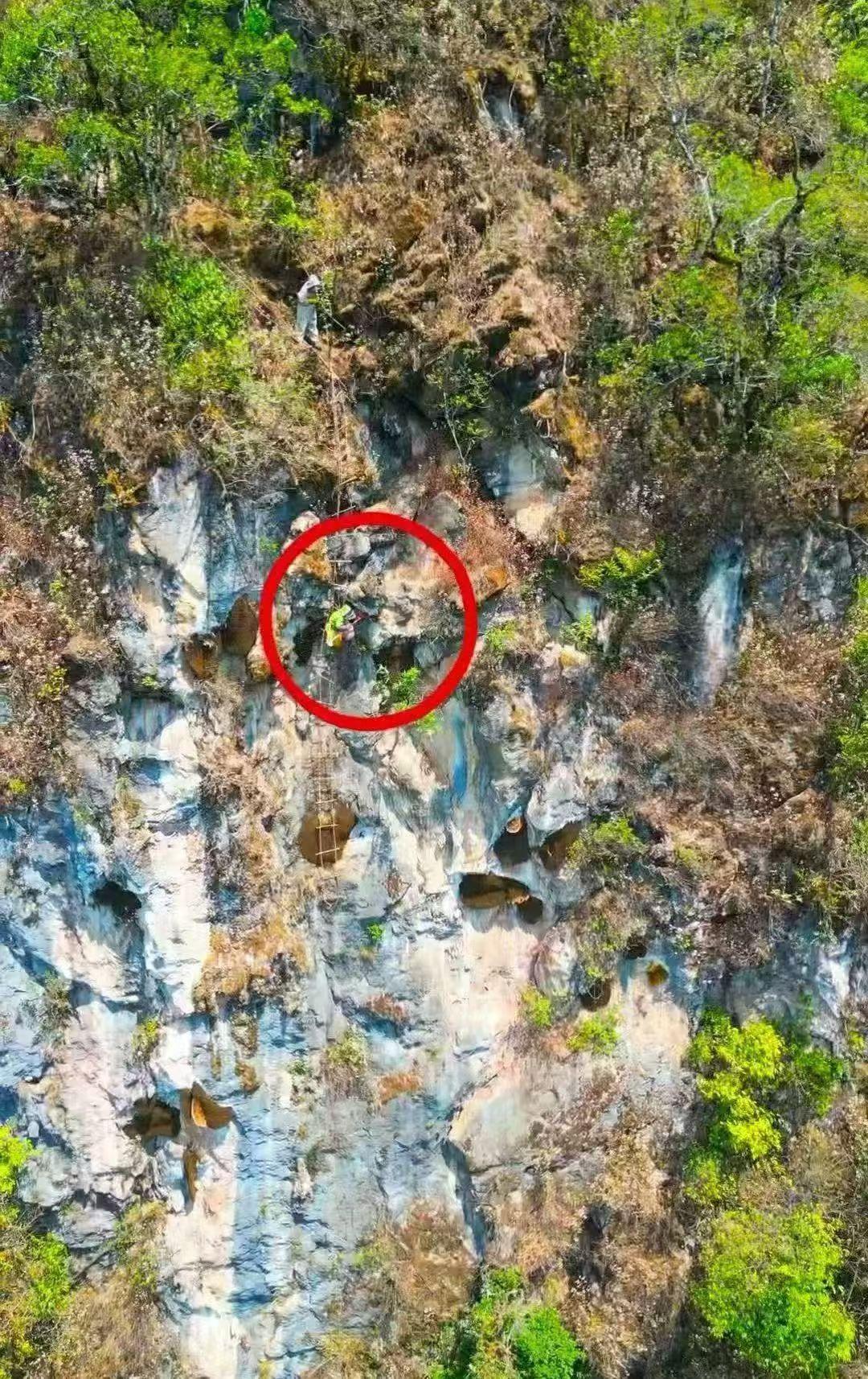 悬崖峭壁上的采蜂人，徒手攀岩至百米高空，冒着重重风险，只为采集藏在岩壁缝隙里大自