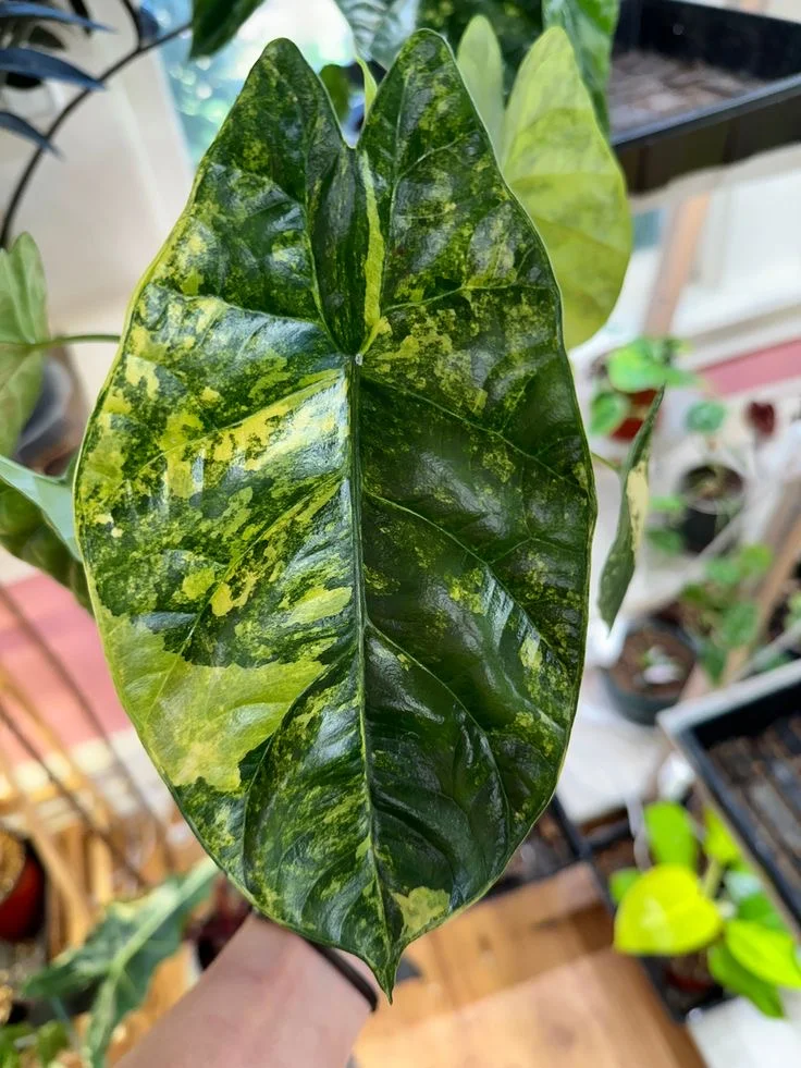 心灵的幽秘低语与情感归巢