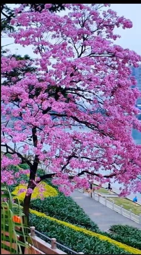 我要赞美你：梦幻般烂漫的紫风铃！
 
初春，在邕江堤园
你在枝头荡着秋千
摇落一