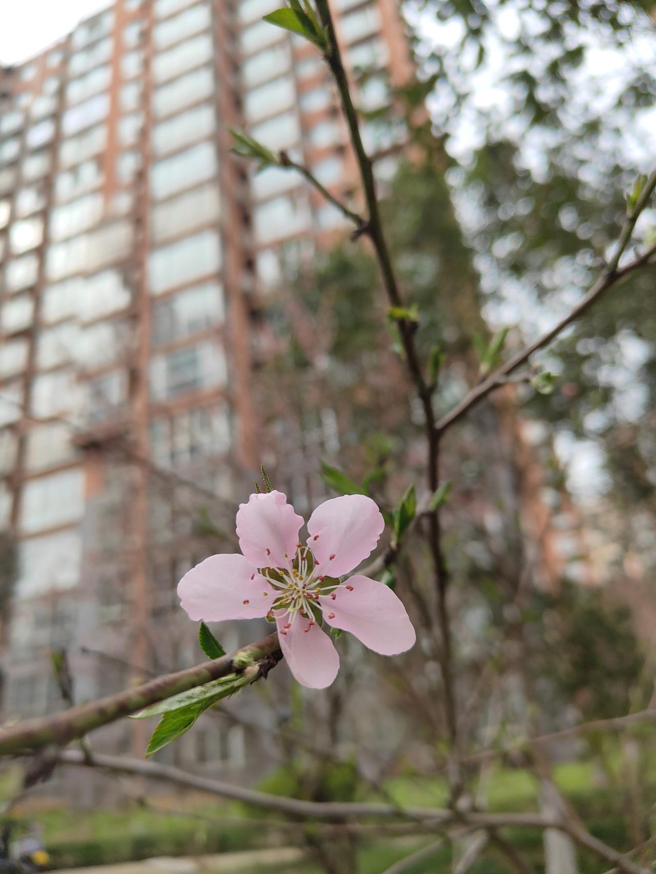 条友这一周  分享我这周有趣的事：春日的阳光格外明媚，暖风轻拂，地上的草儿舒展着