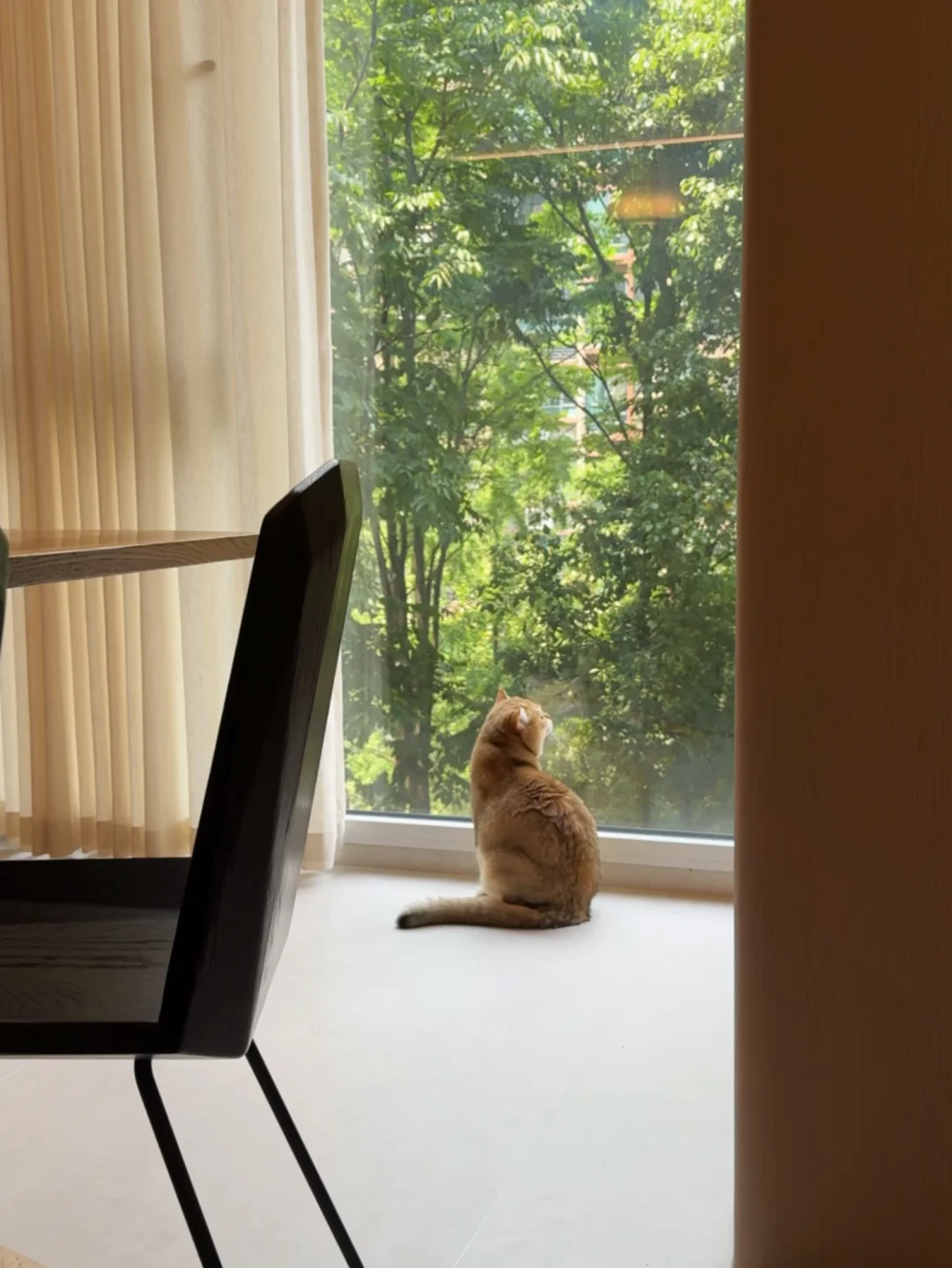 嘉业老房翻设计落地，小金怡然自得🐈