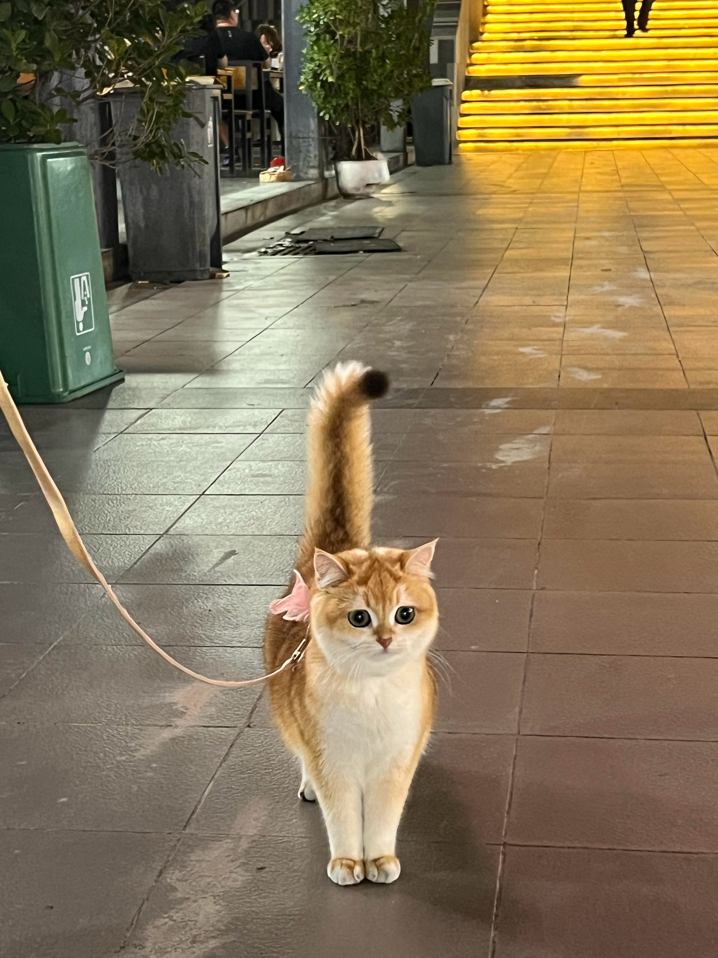 有些小猫一看就是女孩子  ˃̵ ֊ ˂̵ 