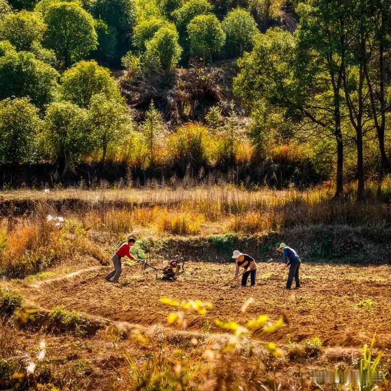 农民在田间干活容易吗? 农民在田间干活可太不容易了。农活又脏又累，为了生活，他们