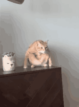 嗯，没有看错，这是一只会打坐的猫咪
##
虽然有些猥琐，不妨碍它一心向着猫条