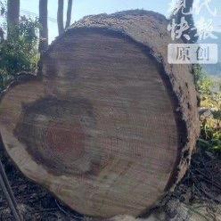 最近湖南双牌县云台山风景区的一棵151岁马尾松被砍的事儿，在网上闹得沸沸扬扬。这