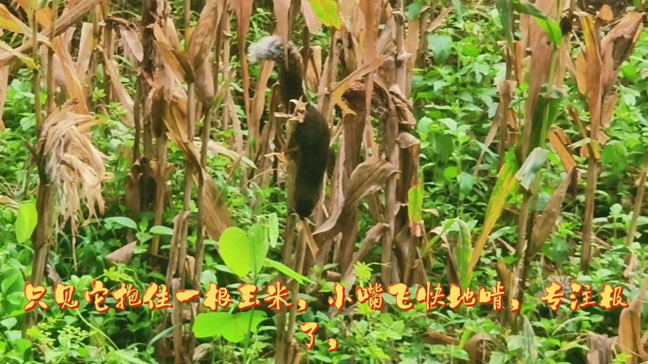 🦊玉米地里偶遇的小家伙太治愈了！抱着玉米啃得专注，小嘴飞快蠕动的时候，连抬眼都