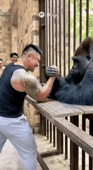 大猩猩也是懂人情世故的[灵光一闪]