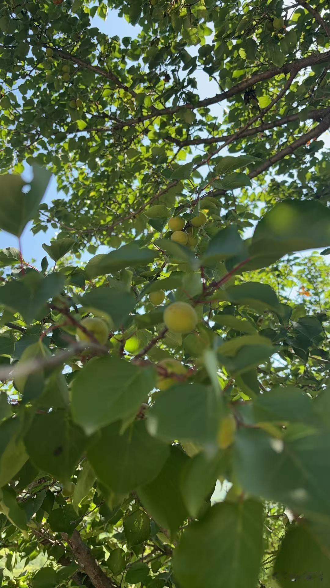 夏日生活打卡季夏天来临又到了吃杏子的季节