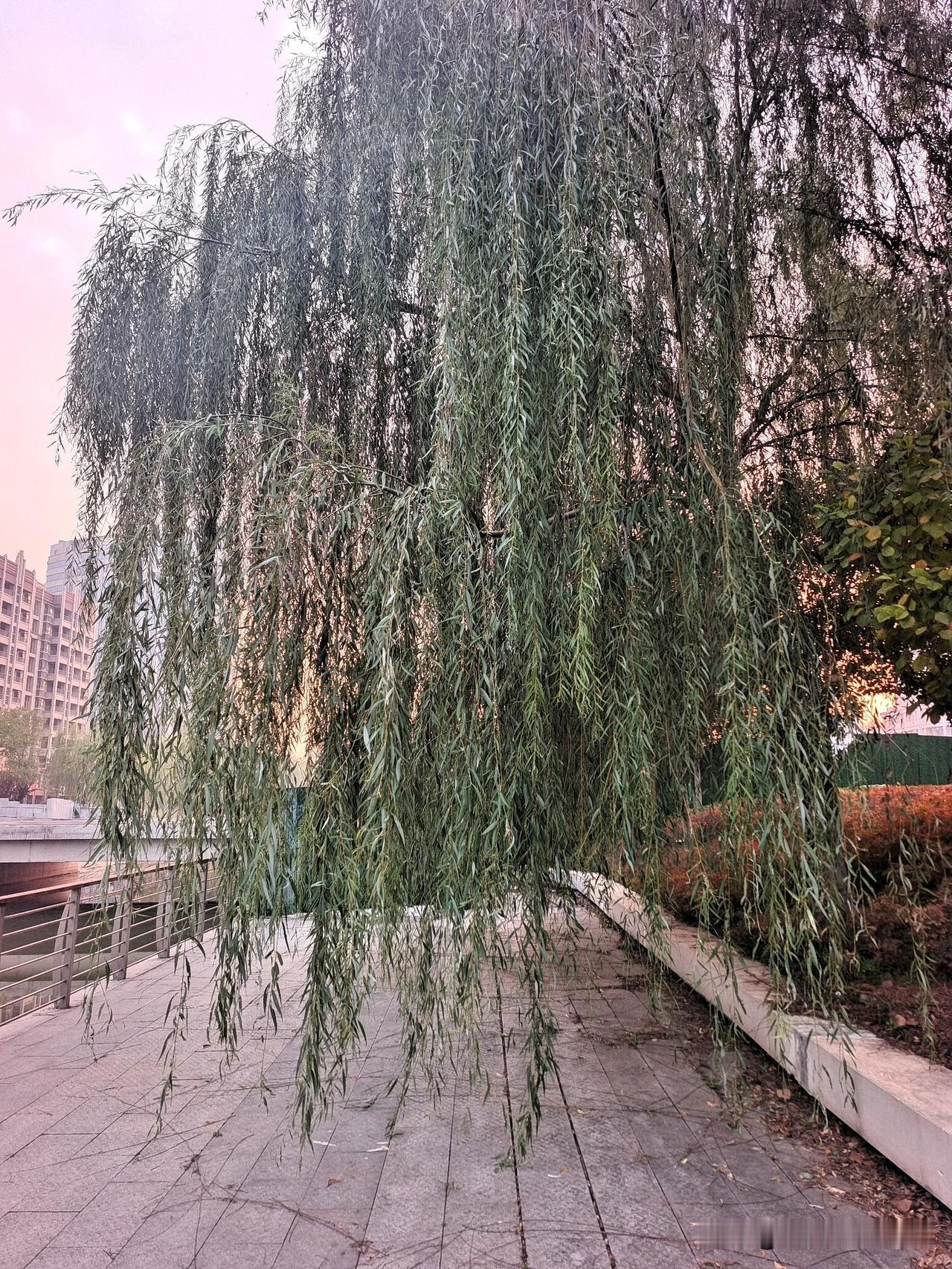河畔晨柳即兴：
 
清晨河畔柳丝长

垂作门帘挡晓光

四下无人清净地

随心漫