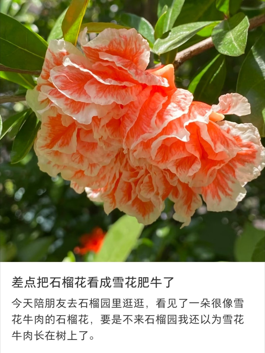 差点把石榴花看成雪花肥牛了 ​​​