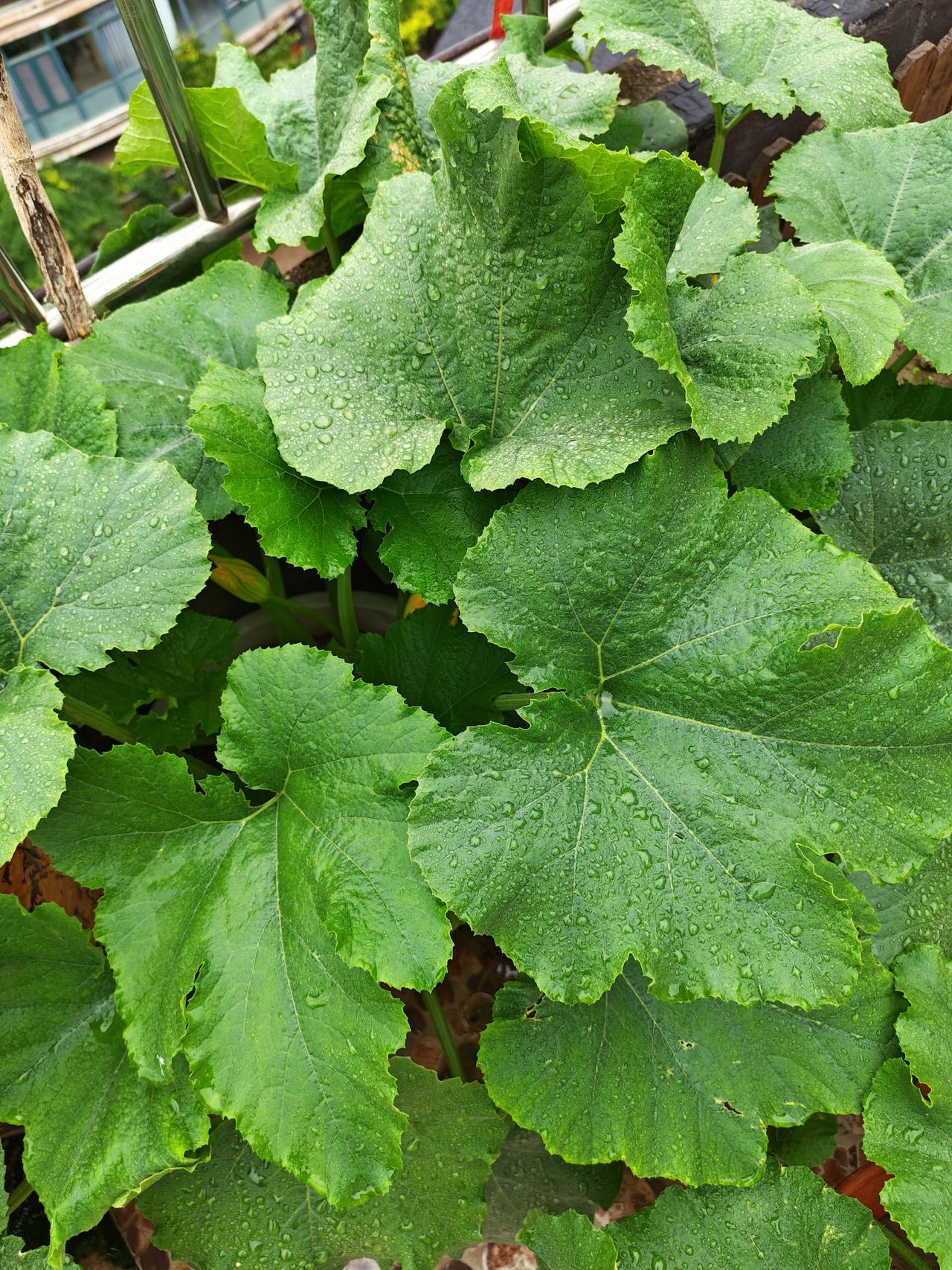 雨后，露台上的盆栽蔬菜，郁郁葱葱，生机勃勃。