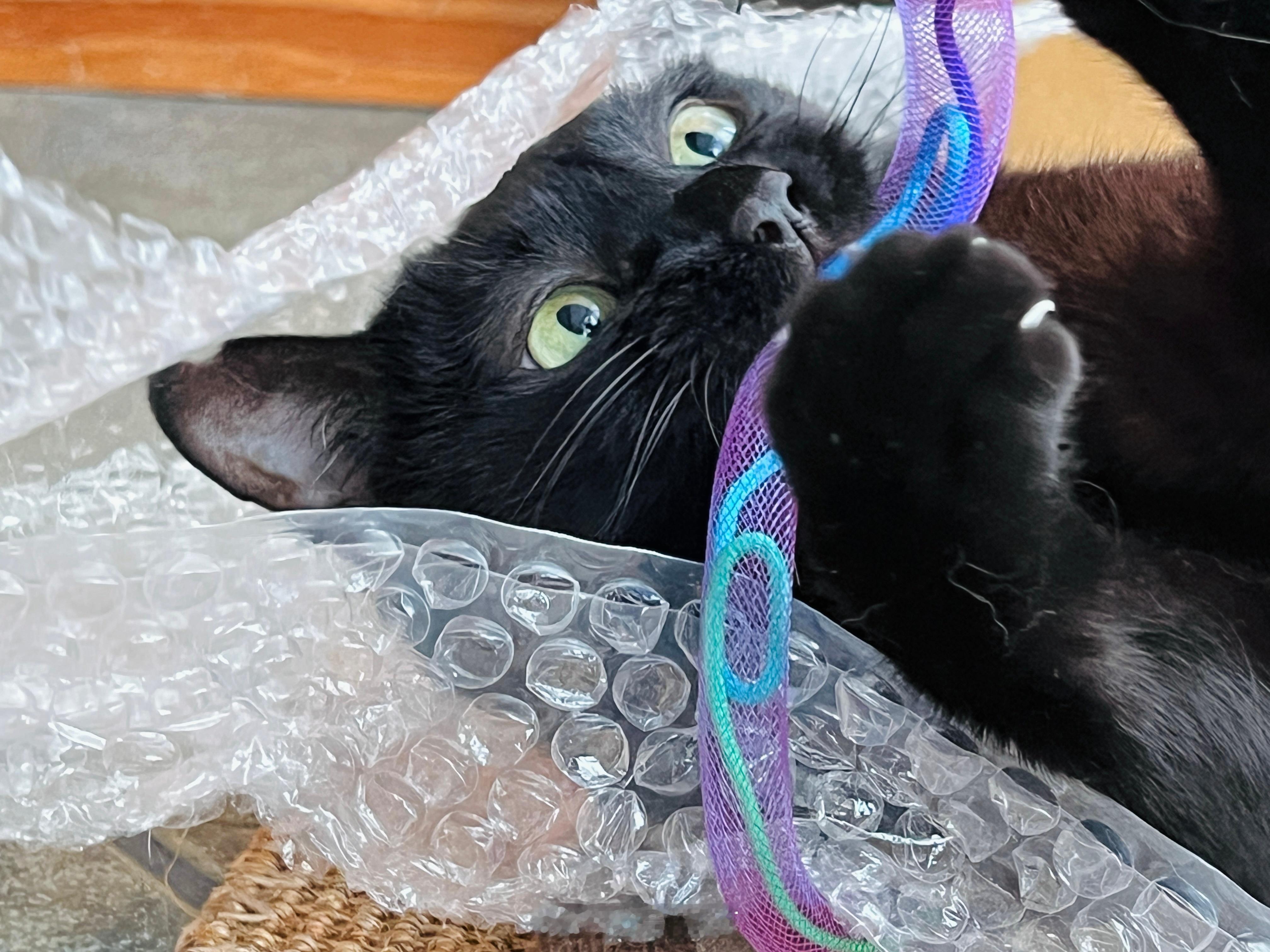 玩著玩著就累了😅☺️#蝦蝦不可以太可愛# ​​​