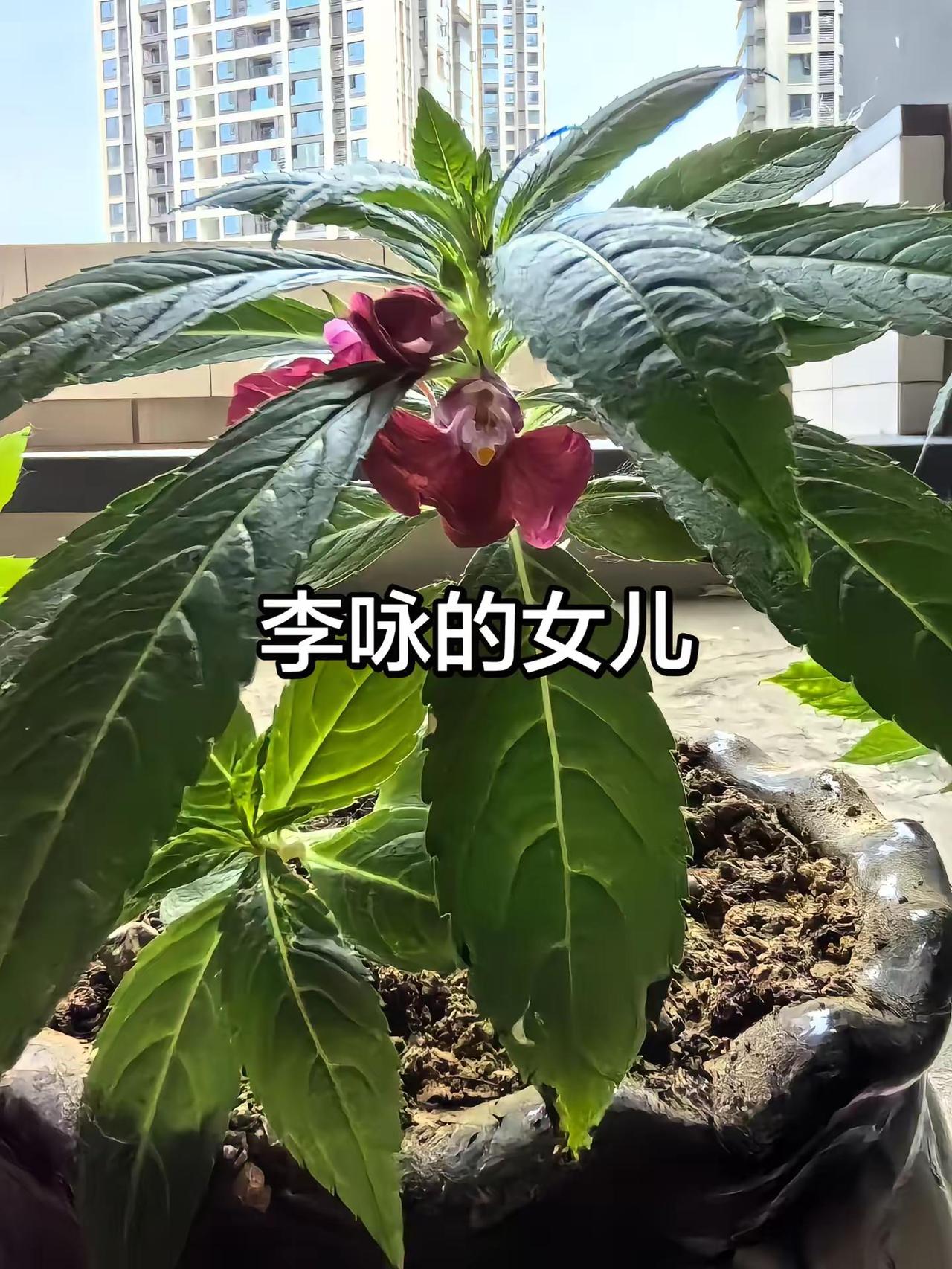 法图麦 李咏女儿 人物故事创作者伙伴计划流量扶持