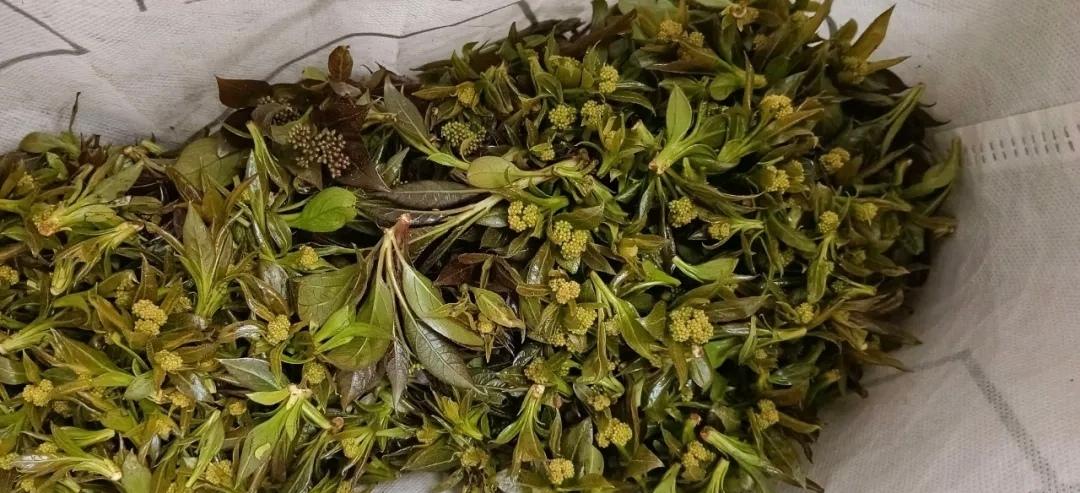 鲁班菜
产自云南，云南人吃过的也不多；清凉脆爽、鲜嫩可口，其嫩叶、味道先苦涩，而